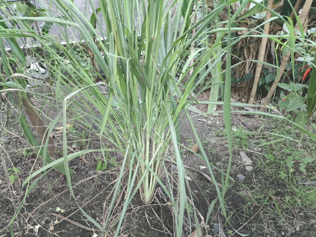 gambar tanaman obat serai