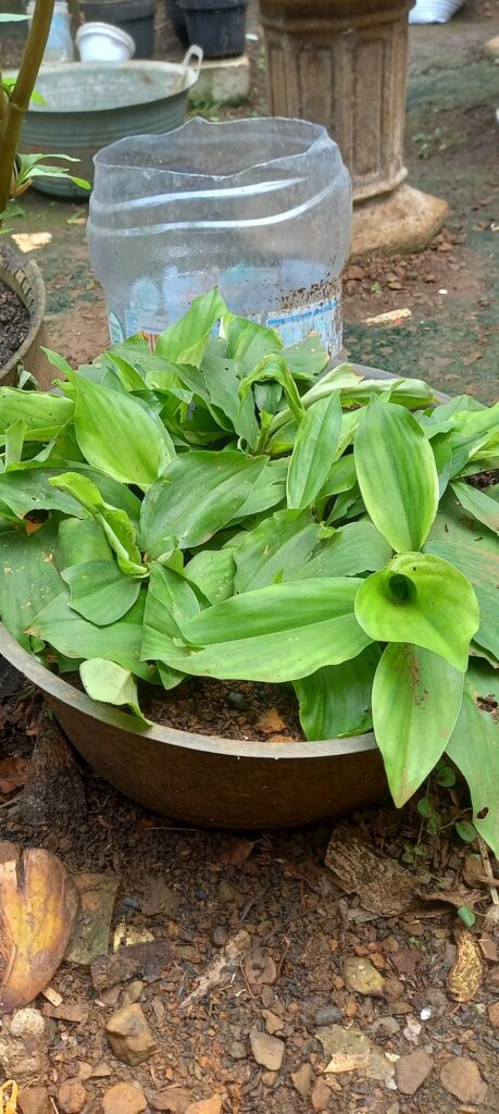 gambar tanaman obat kencur