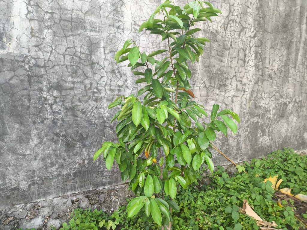 gambar tanaman obat daun sirsak