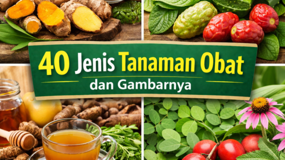 40 Jenis Tanaman Obat dan Gambarnya (Lengkap + Manfaatnya)